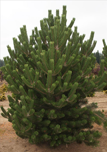 Сосна черная  Орегон Грин  Pinus Nigra   Oregon Green